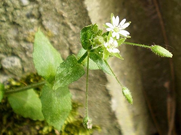 Stellaria neglecta