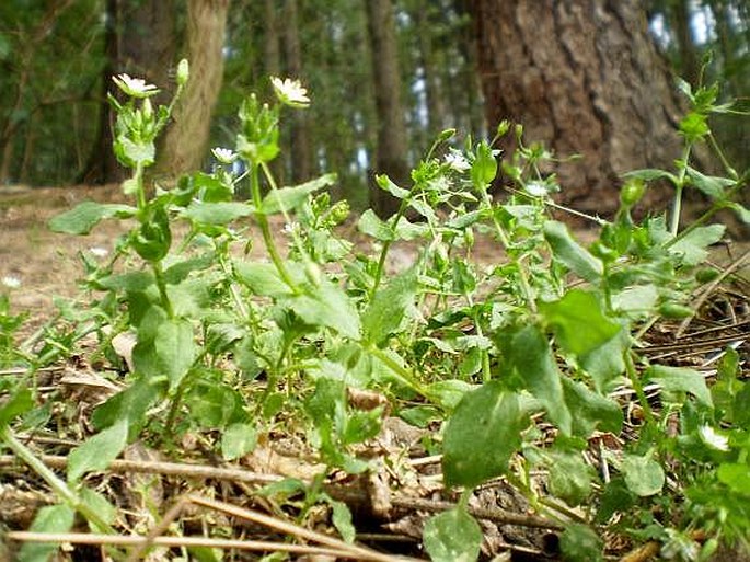 Stellaria neglecta