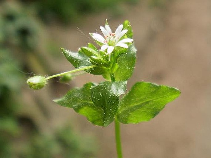 Stellaria neglecta