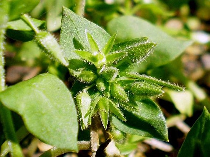 STELLARIA PALLIDA (Dumort.) Piré – ptačinec bledý / hviezdica bledá