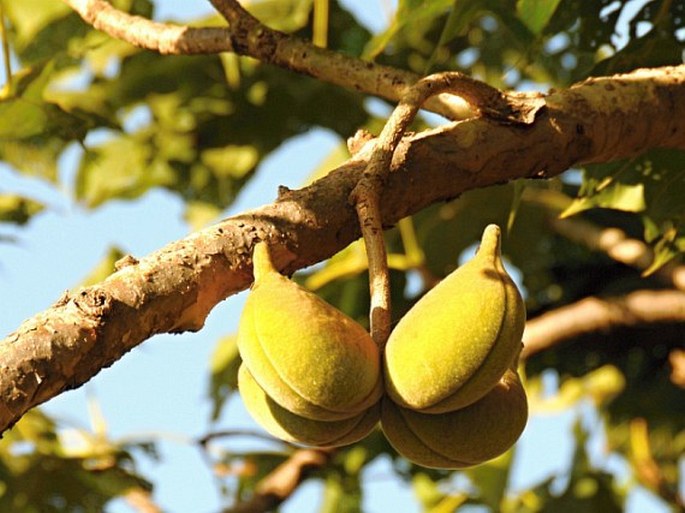 STERCULIA SETIGERA Delile – lejnice