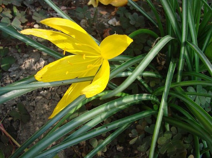 Sternbergia sicula