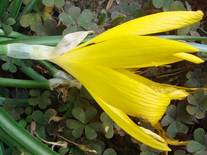 Sternbergia sicula