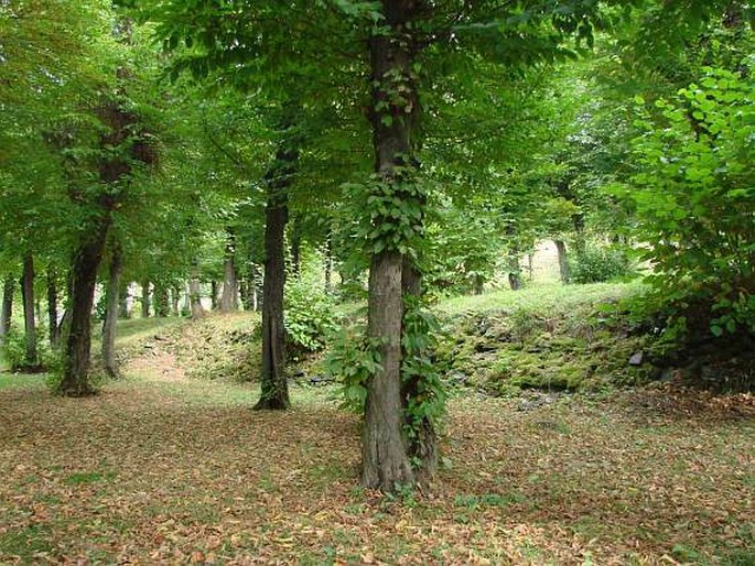 Zámecký park Český Šternberk