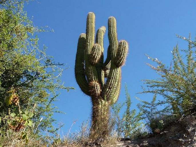 Trichocereus terscheckii