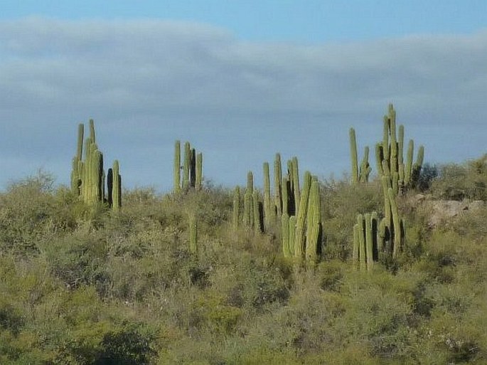 Trichocereus terscheckii