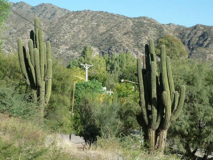 Trichocereus terscheckii