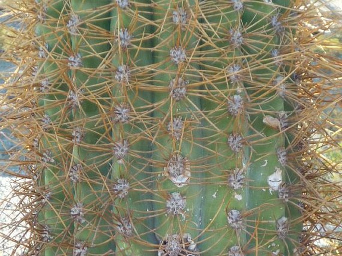 Trichocereus terscheckii