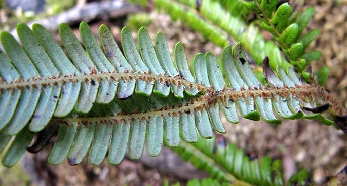 Sticherus cunninghamii