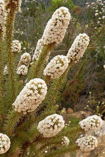 Stoebe alopecuroides