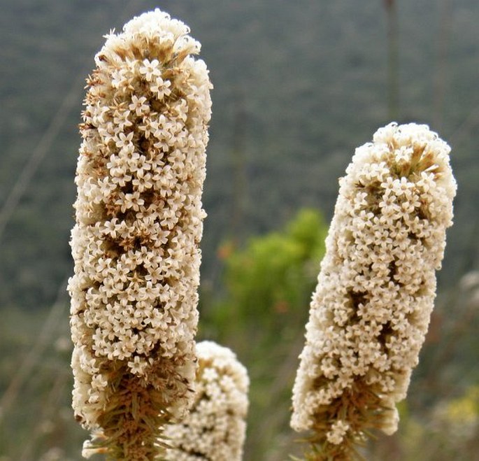 Stoebe alopecuroides