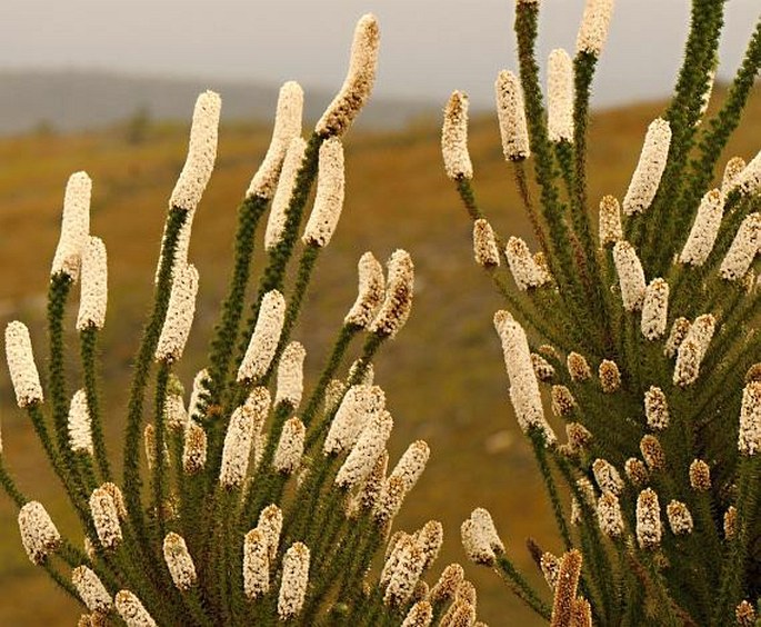 Stoebe alopecuroides