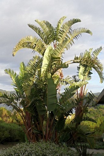 Strelitzia alba