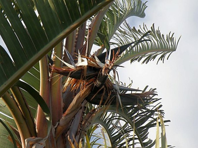 Strelitzia alba