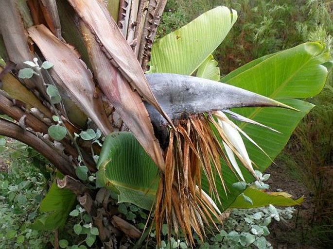 Strelitzia alba