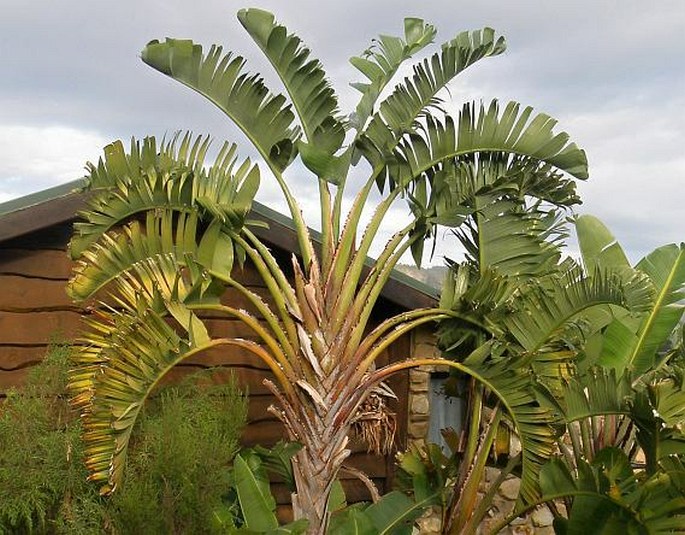 Strelitzia alba