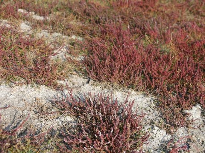 Suaeda prostrata