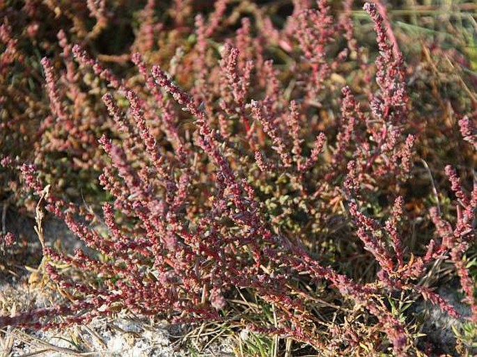 SUAEDA PROSTRATA Pall. - solnička rozprostřená / soľnička rozprestretá