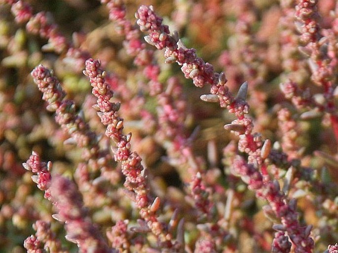 Suaeda prostrata