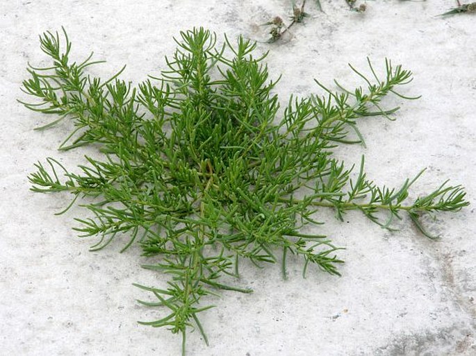 SUAEDA PANNONICA (Beck) Graebn. - solnička panonská / soľnička panónska