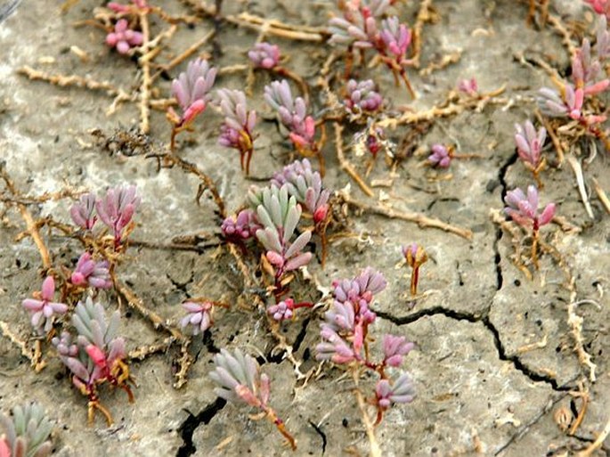 Suaeda pannonica