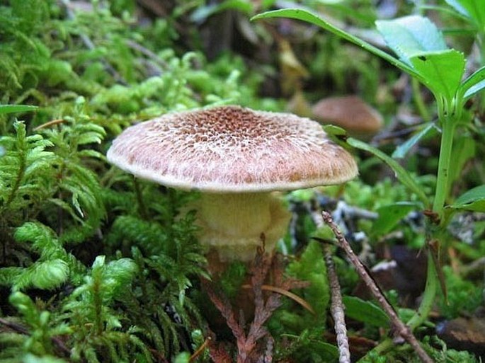 Suillus cavipes