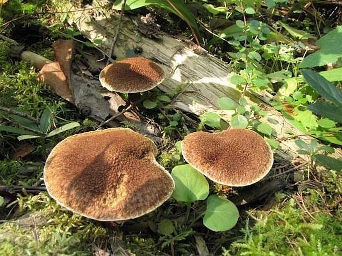 Suillus cavipes