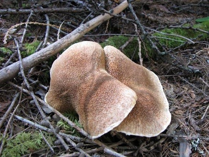 Suillus cavipes