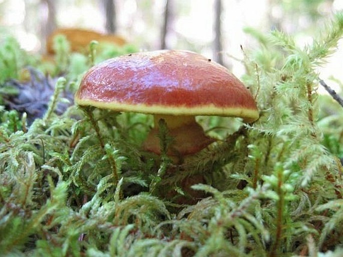 Suillus grevillei