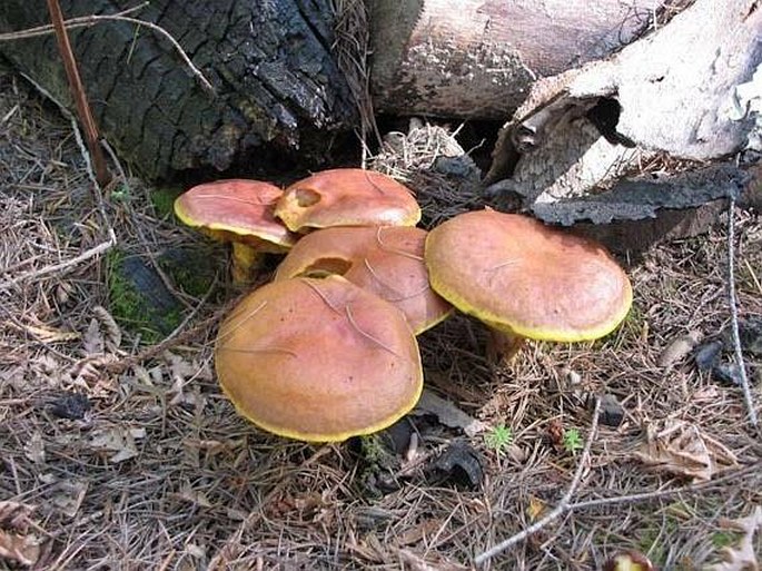 Suillus grevillei