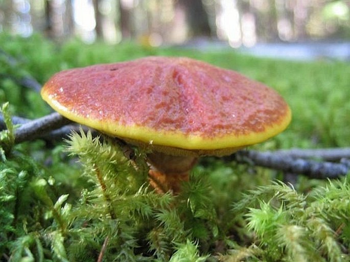 Suillus grevillei