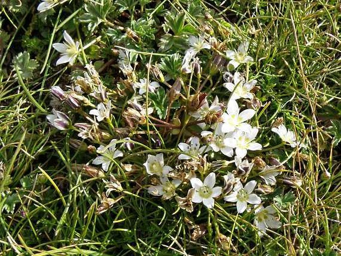 SWERTIA LUGARDIAE Bullock - kropenáč