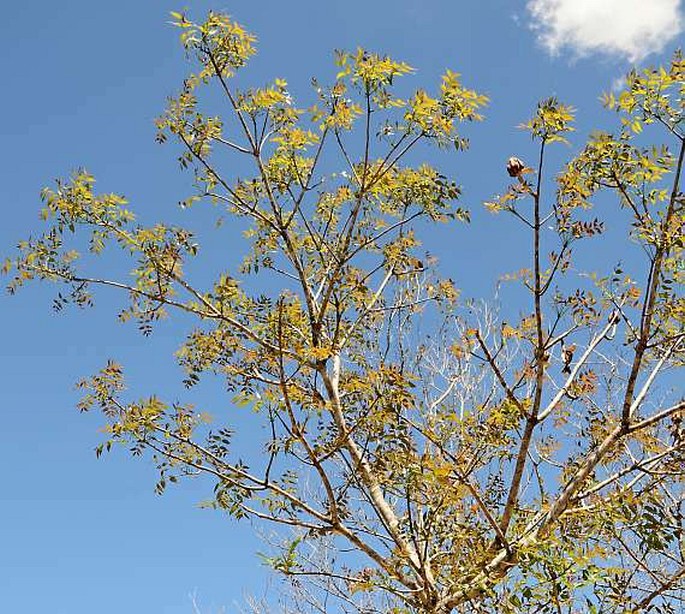 Swietenia macrophylla