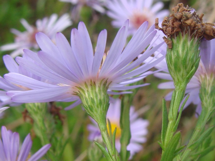 Symphyotrichum novi-belgii