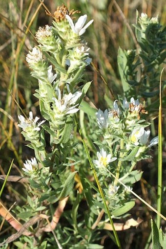 Symphyotrichum ericoides