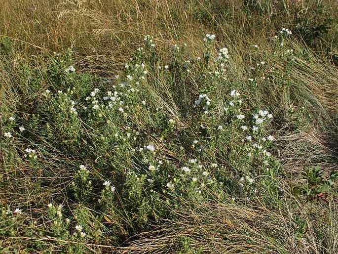 Symphyotrichum ericoides