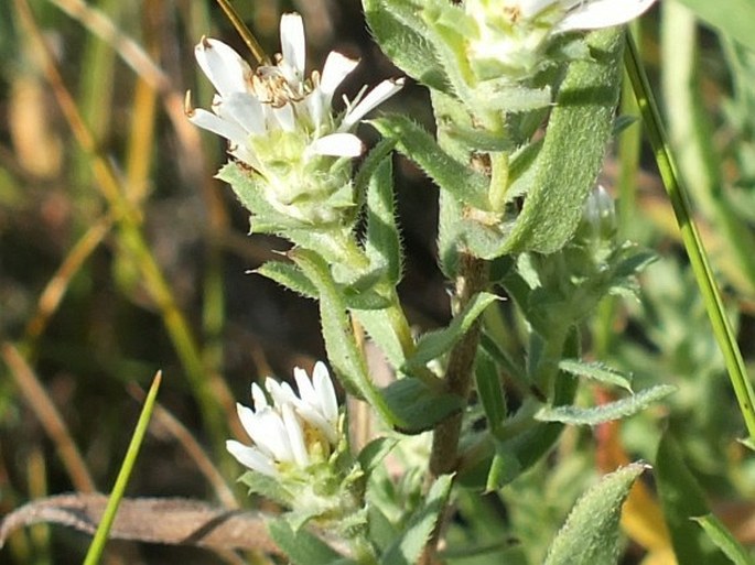 Symphyotrichum ericoides