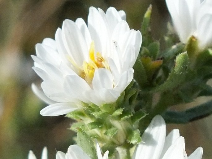 Symphyotrichum ericoides