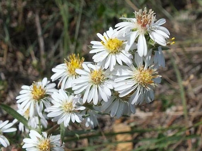 Symphyotrichum ericoides