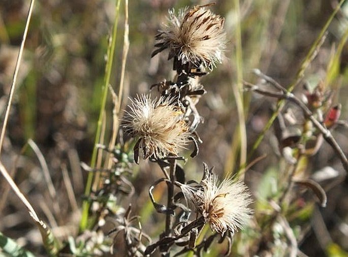 Symphyotrichum ericoides