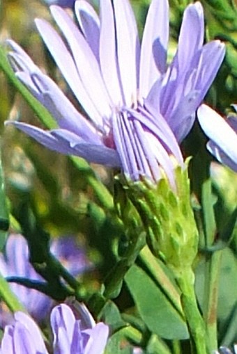 Symphyotrichum laeve