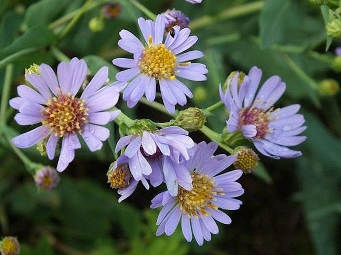 Symphyotrichum laeve