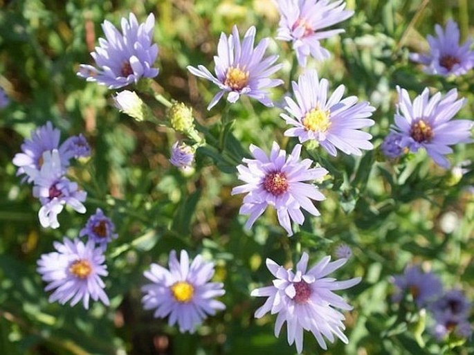 Symphyotrichum laeve