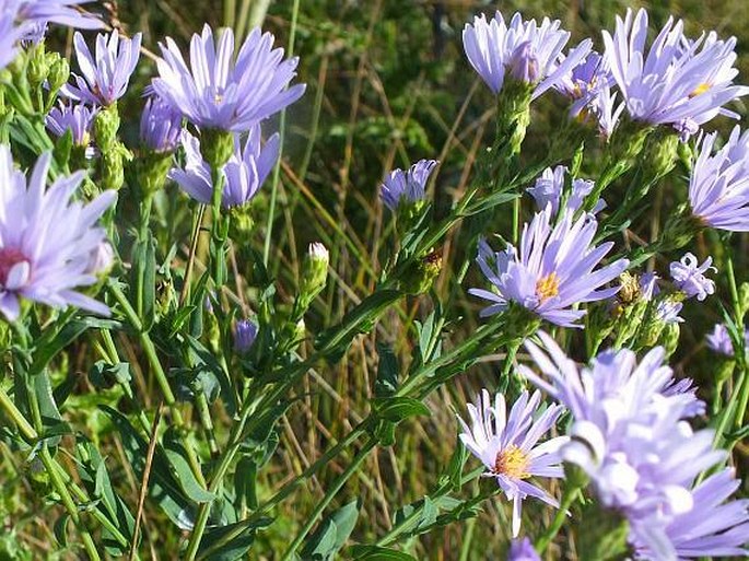 Symphyotrichum laeve