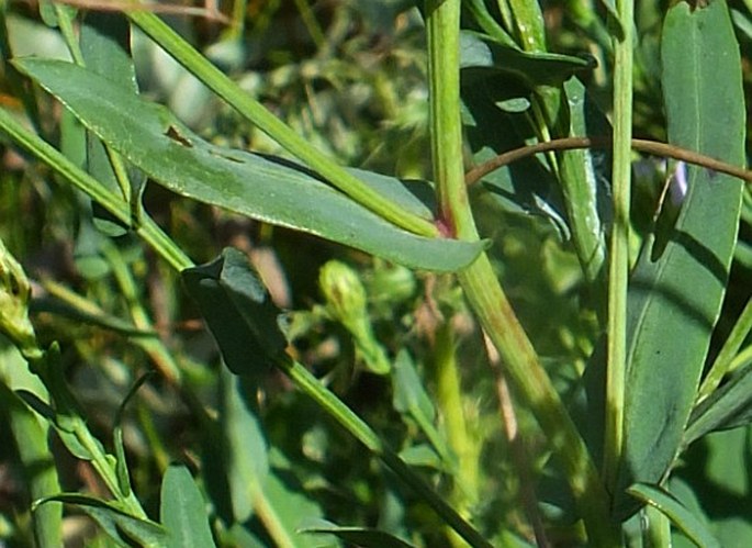 Symphyotrichum laeve