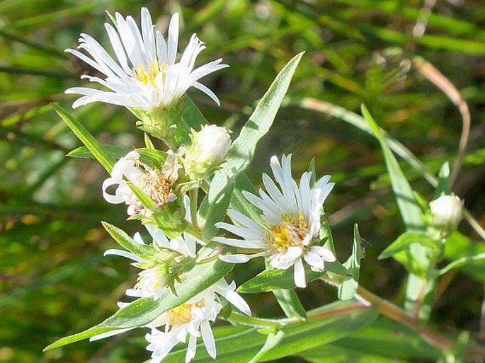 Symphyotrichum lanceolatum