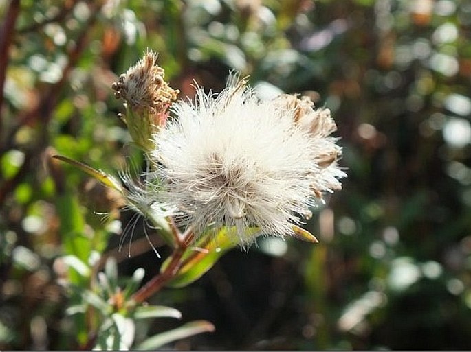 Symphyotrichum lanceolatum