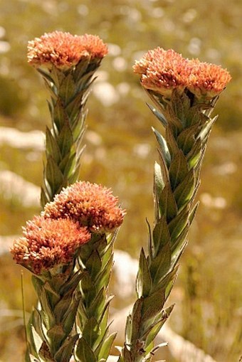 Syncarpha milleflora