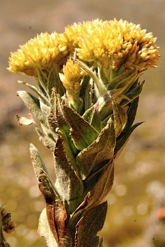 Syncarpha milleflora