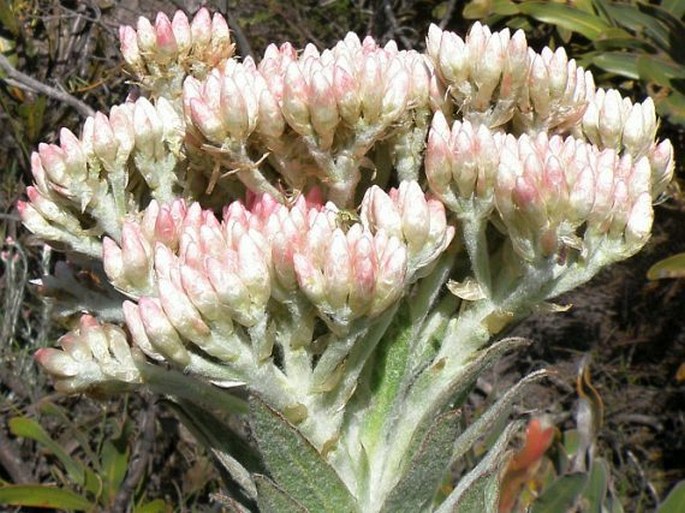 Syncarpha milleflora